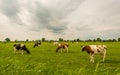 Overview of black and red spotted cows grazing in a Dutch meadow