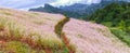 Overview buckwheat flower field on hill Royalty Free Stock Photo