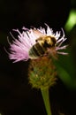 Overview of Bumble bee - Bombus ruderatus - pollinating a thistle Royalty Free Stock Photo
