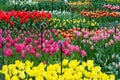 Overview of differently colored tulips growing in Keukenhof, Net