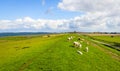 Overview of an embankment with grazing sheep next to a Dutch estuary