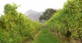 Overview of a greenness field of grapevine