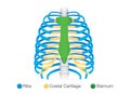 Overview of human rib structure. Royalty Free Stock Photo
