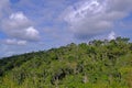 Overview of lush tropic atlantic forest vegetation, Santa Cruz Cabralia, Bahia, Brazil