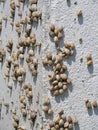 Many Mediterranean sand snails Theba pisana hanging on a white wall in the midday heat in Porthcurno southern England