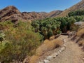 Overview of the Palm Canyon Oasis at Indian Canyons