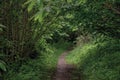 Overview of pathway in the middle of the closed woods, near the town of Frascati.