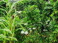 Overview photo in the vegetable garden, with calendula, white silver dill, corn, runner beans Royalty Free Stock Photo