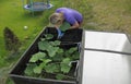 Picture of a female working on a cucumber bed Royalty Free Stock Photo