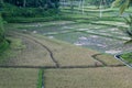 Overview of a rice field surrounded by palm trees in Indonesia