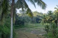 Overview of a rice field surrounded by palm trees in Indonesia