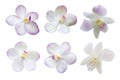 Overview Set Of White Orchid Flowers Isolated On White Background, Motley Brindle Flowers, Nature.