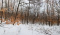 Snowy oak forest, background Royalty Free Stock Photo