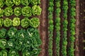 Overview of a vegetable garden with various crops and pathways visible from above, Imagining a world where all food products are