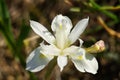 Overview of white Barbary nut flower - Gynandriris sisyrinchium Royalty Free Stock Photo