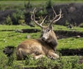 Wildlife at Knowsley Safari Park near Preston in the UK