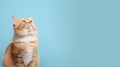 Overweight cat looking to side on light blue background, studio shot, copy space Royalty Free Stock Photo
