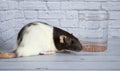 An overweight decorative black and white rat drinks water from a glass. Rodent close-up. On a diet Royalty Free Stock Photo