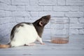 An overweight decorative black and white rat drinks water from a glass. Rodent close-up. On a diet Royalty Free Stock Photo