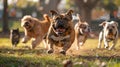 An overweight dog starting its fitness journey with a gentle walk in a lush green park, with motivational signs for