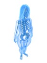 Overweight female - anatomy Royalty Free Stock Photo