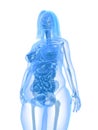 Overweight female - anatomy Royalty Free Stock Photo