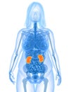 Overweight female - kidneys Royalty Free Stock Photo