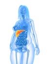 Overweight female - liver Royalty Free Stock Photo