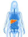 Overweight female - liver Royalty Free Stock Photo