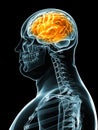 Overweight male - brain Royalty Free Stock Photo