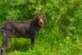 Overweight old drahthaar dog for a walk Royalty Free Stock Photo