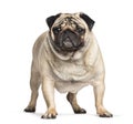 Overweight pug dog standing against white background Royalty Free Stock Photo