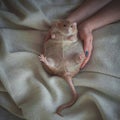 Very fat red rat at home on a table