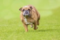 Overweight running bulldog Royalty Free Stock Photo