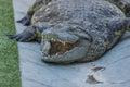 Overweight Sleeping Alligator