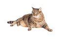 Overweight Tabby Cat Laying