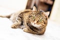 Overweight Tabby Cat lies on white floor and looks at camera