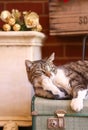 Overweight tabby cat relaxing on suitcase licking paw