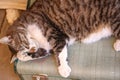 Overweight tabby cat relaxing on suitcase scratching with paw