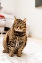 Overweight Tabby Cat sits on the floor and looks at the camera