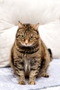 Overweight Tabby Cat sits and looks at the camera