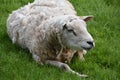 Overweight White Sheep Resting in a Grass Field Royalty Free Stock Photo