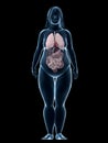 Overweight woman - organs