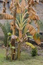 Overwinter banana plants in cold temperature Royalty Free Stock Photo