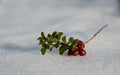 Overwintered clusterberry on snow