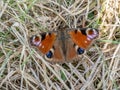 Overwintered shabby peacock butterly, UK. Inachis io.