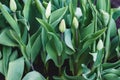 Overwintered tulips with buds ready to bloom in spring garden