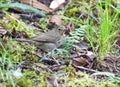 Dwerglijster, Swainson's Thrush, Catharus ustulatus Royalty Free Stock Photo