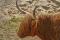 Ovibos moschatus. Musk ox in zoo. Animal on farm. Bull eats grass. cattle