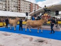 OVIEDO, SPAIN - May 12, 2018: Best in its breed cows parade at t Royalty Free Stock Photo